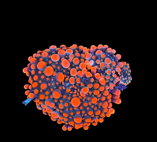 sakura bounce yuma 3 polyp