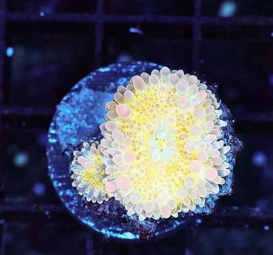 Rainbow Pastel Bounce Yuma 2 Polyp