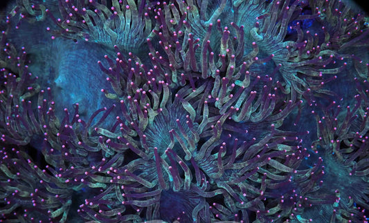 Pink tip elegance XL colony