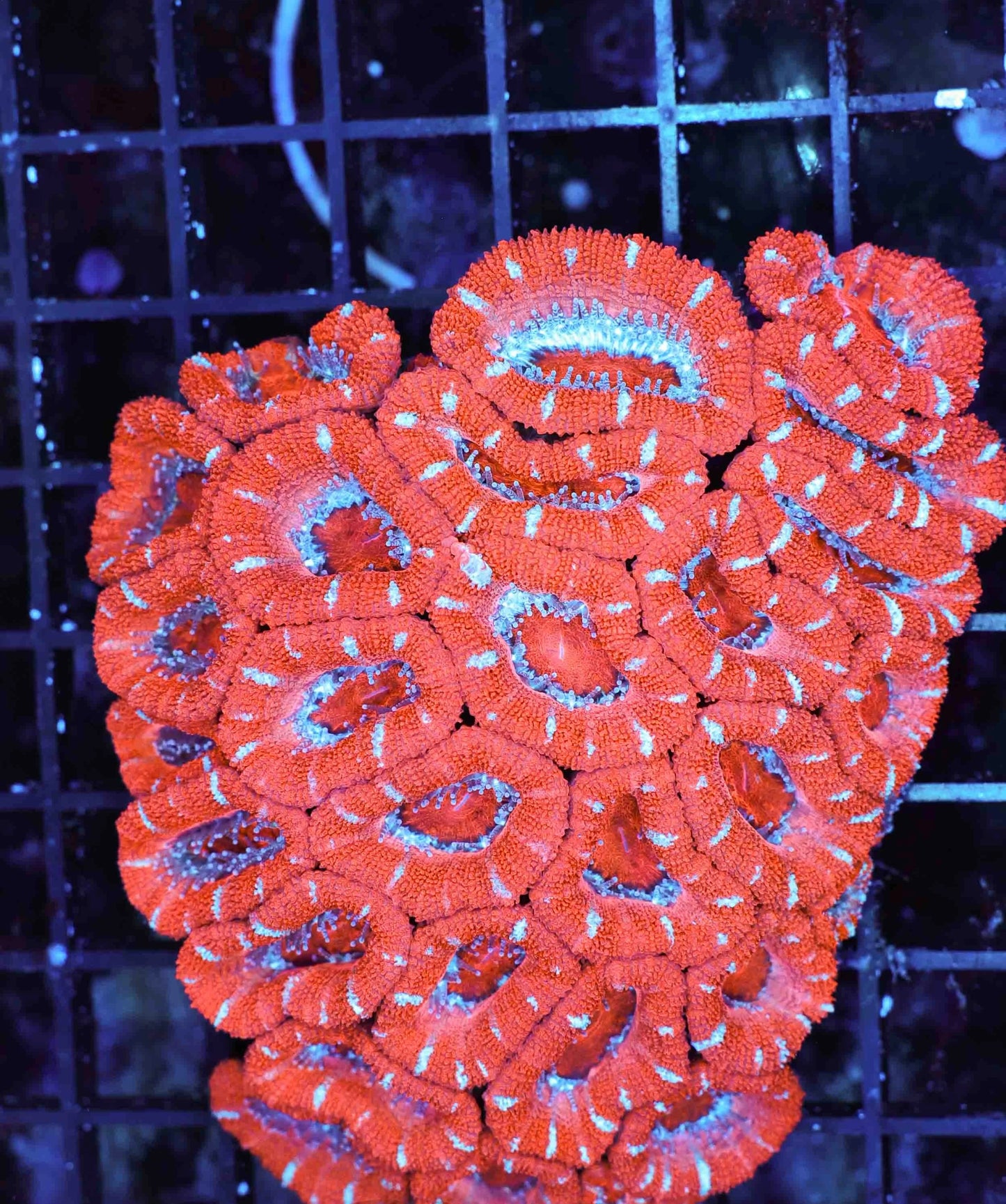acan red blue colony