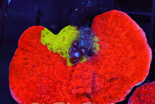 Jawbreaker grafted montipora