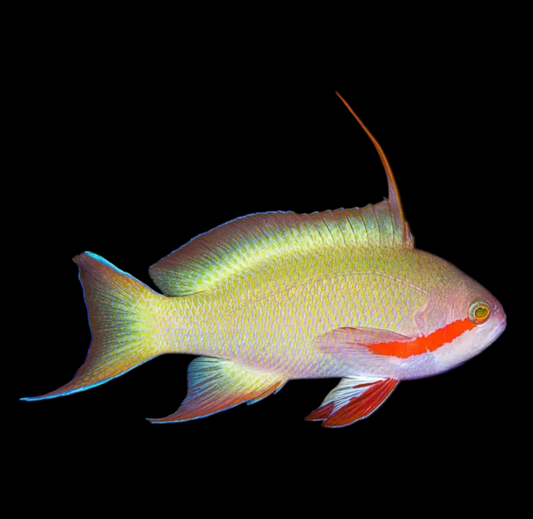 HUTCHII ANTHIAS MALE