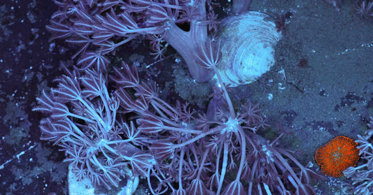 Pulsing xenia frag