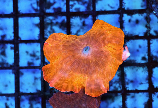 Orange disco mushroom rock with 4 extra baby polyps