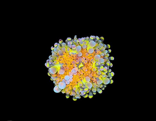 Spongebob Bounce yuma