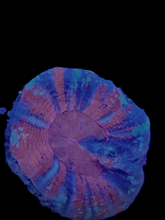 Warpaint scoly Ultra