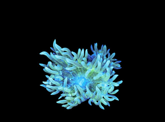 Neon green Duncan
