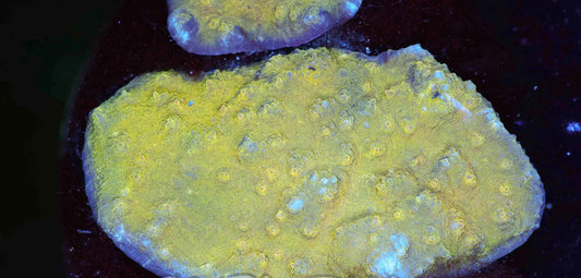 yellow chalice colony