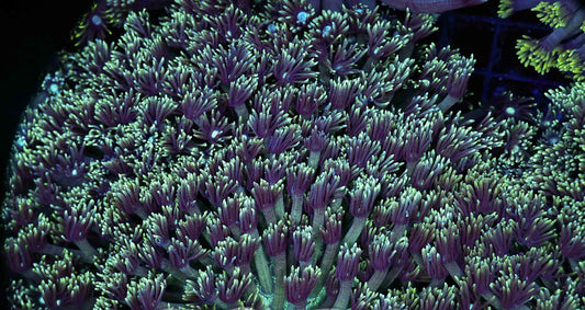 Alveopora green colony XL