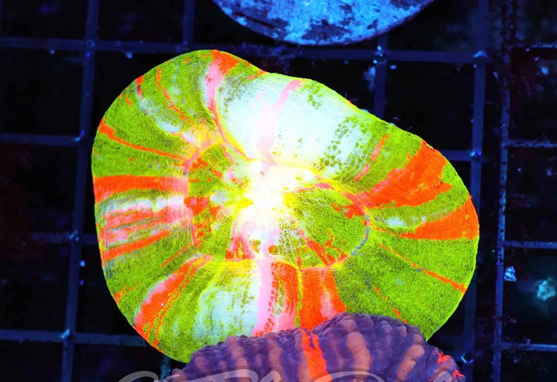 bleeding apple scolymia