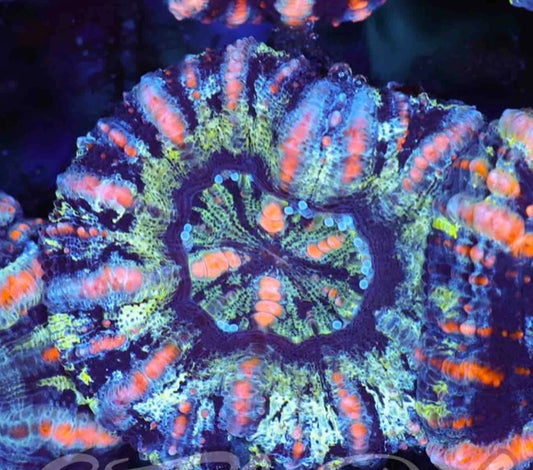 Button Scolymias