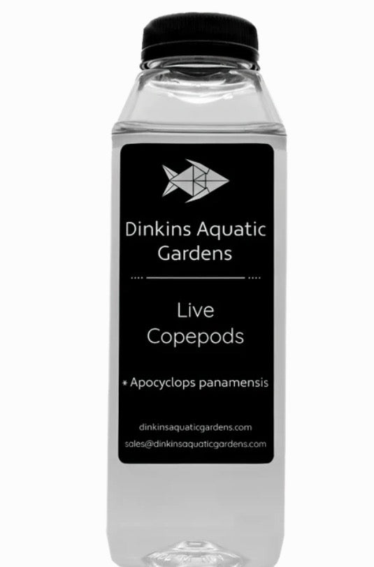 DINKINS AQUATIC GARDENS LIVE APOCYCLOPS COPEPODS 16OZ