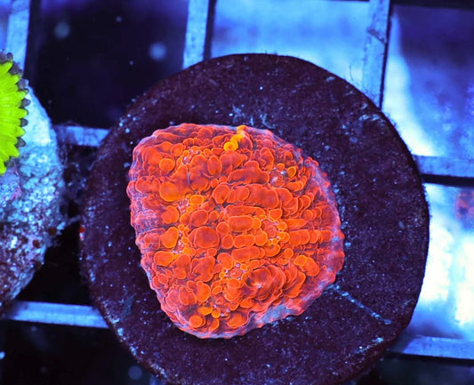 Seared stellaria chalice