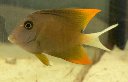 FLAMEFIN TOMINI TANG