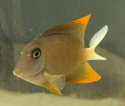 FLAMEFIN TOMINI TANG