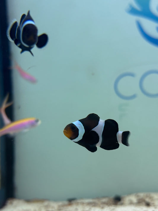 DARWIN OSCELLARIS CLOWNFISH