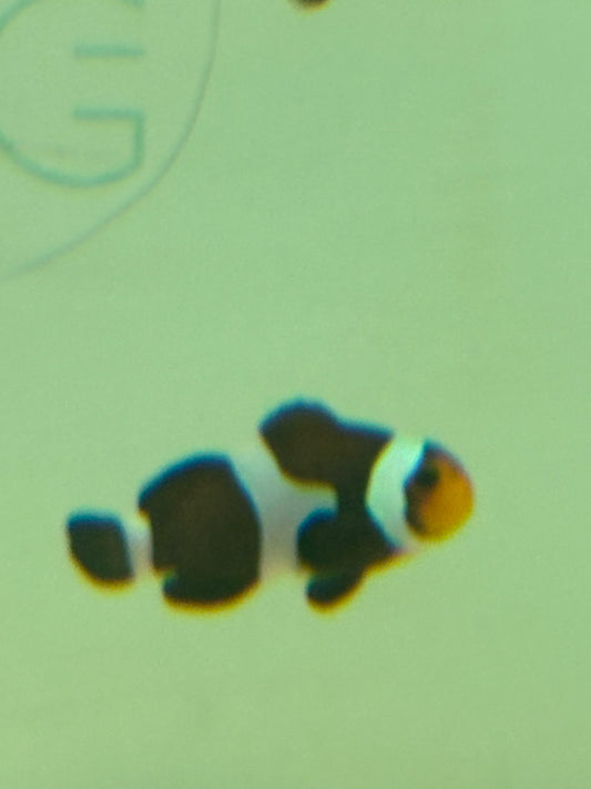 BLACK OSCELLARIS CLOWNFISH