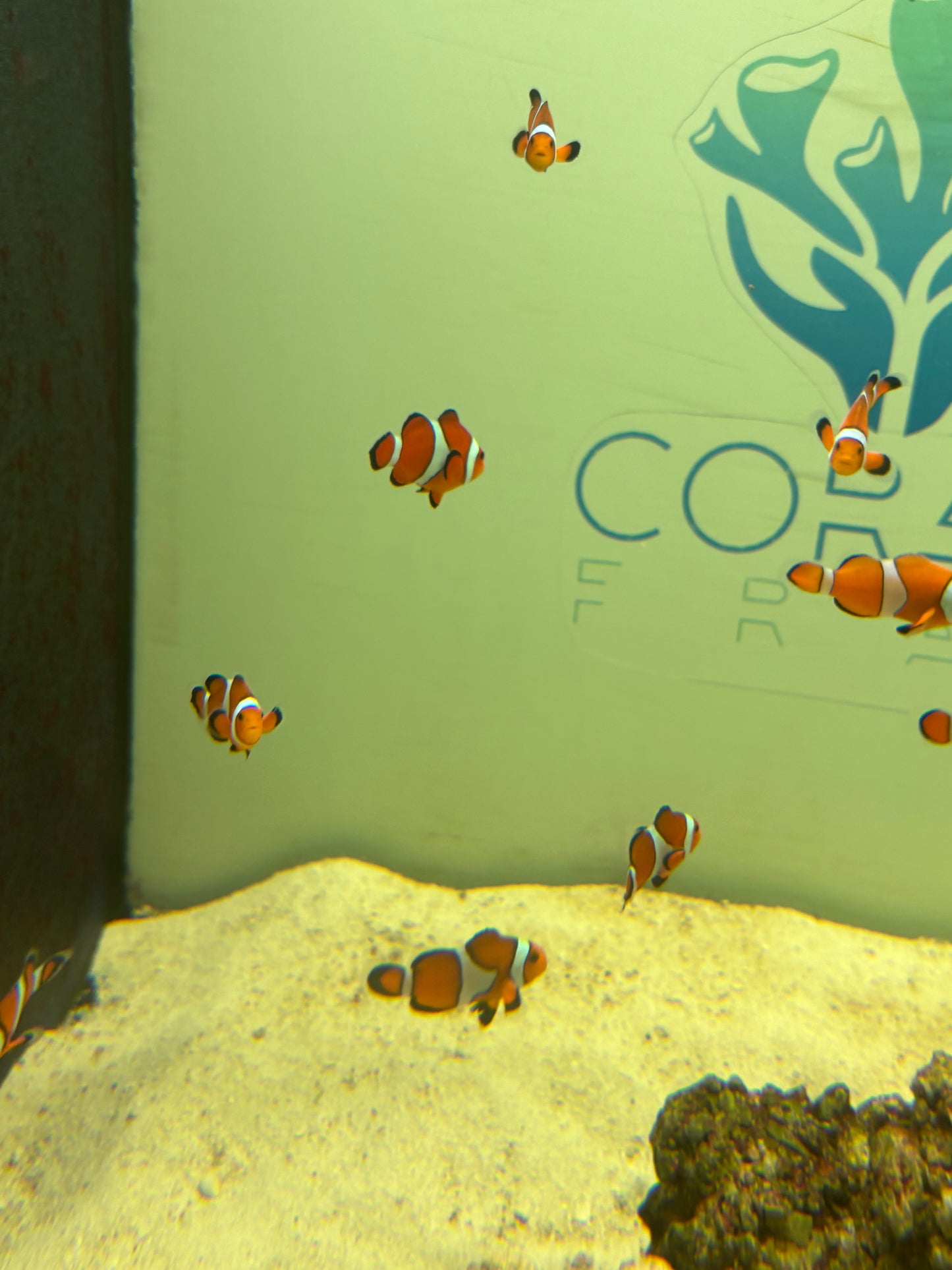 REGULAR OSCELLARIS CLOWNFISH