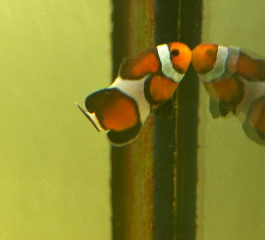 NEBULA GALDIATOR OSCELLARIS CLOWNFISH