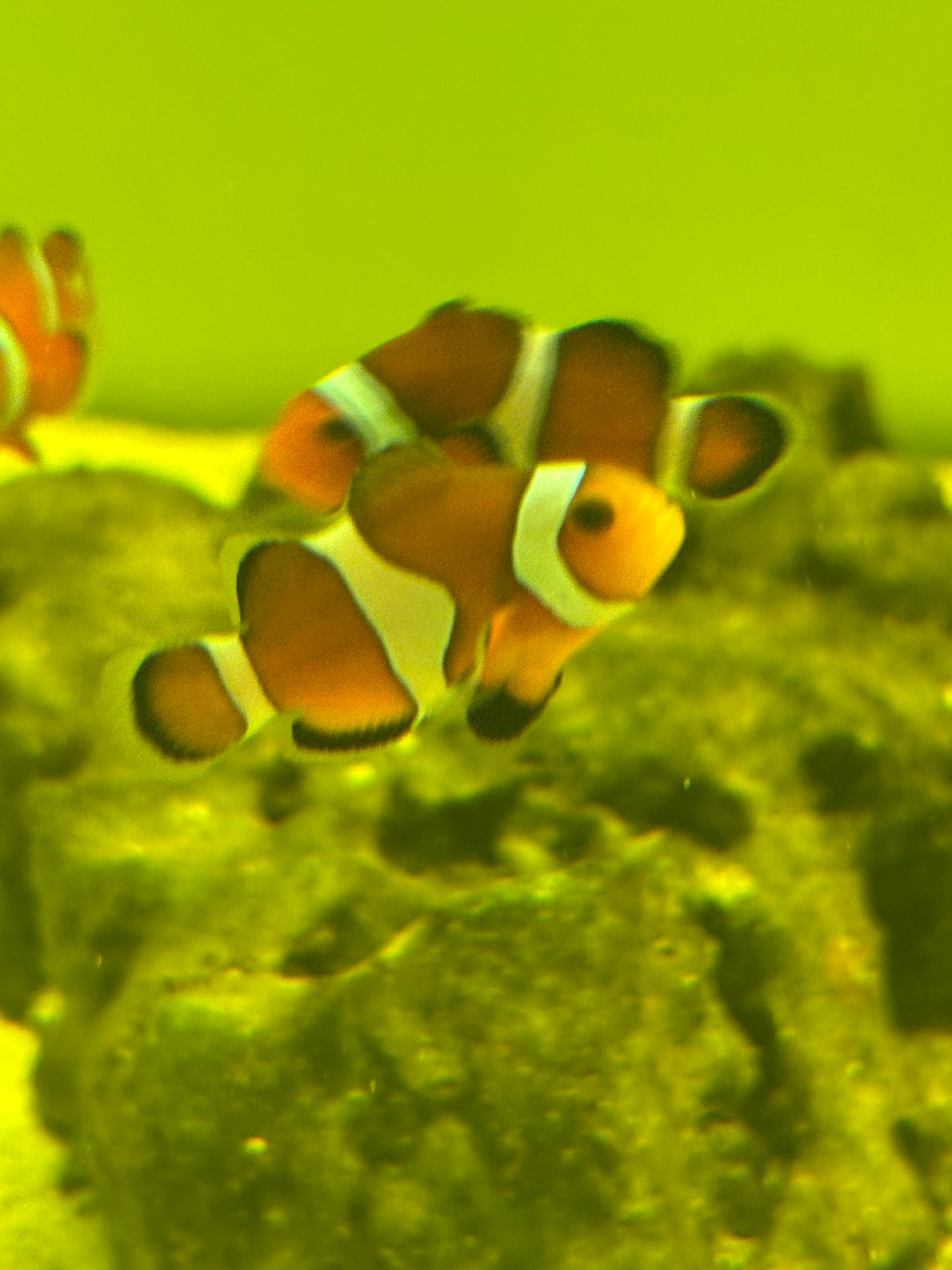 MOCHA OSCELLARIS CLOWNFISH M