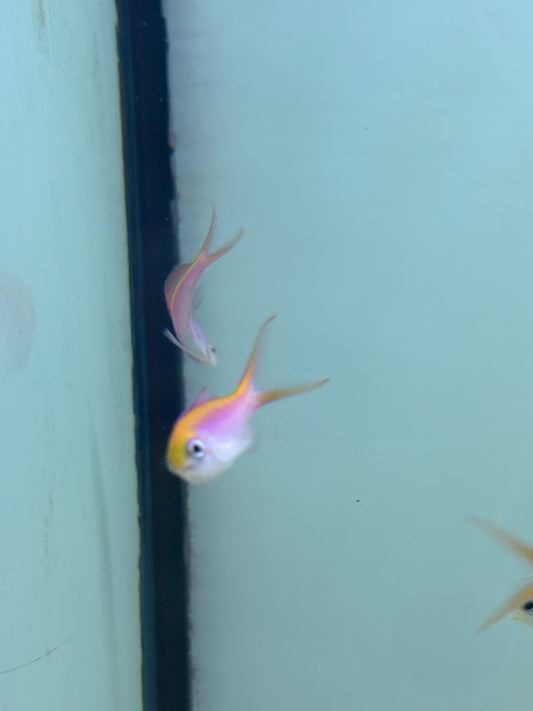 DISPAR ANTHIAS FEMALE