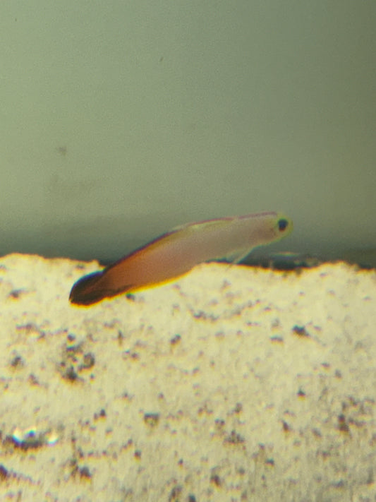 FIREFISH GOBY