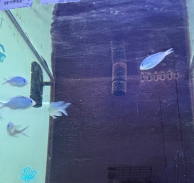 GREEN CHROMIS DAMSEL