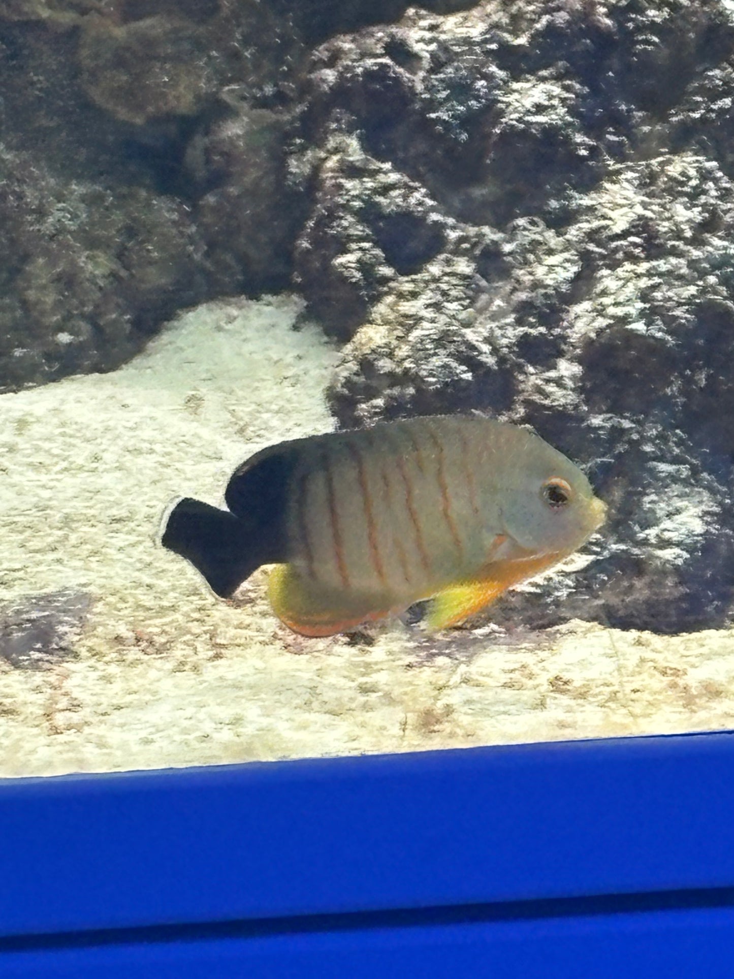 EIBLI ANGELFISH CENTROPYGE M