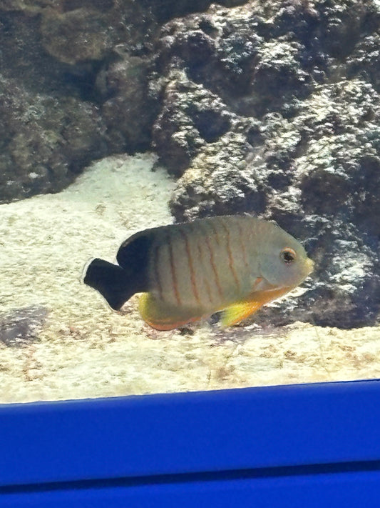 EIBLI ANGELFISH CENTROPYGE M