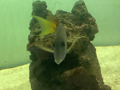 Two Spot Bristletooth tang