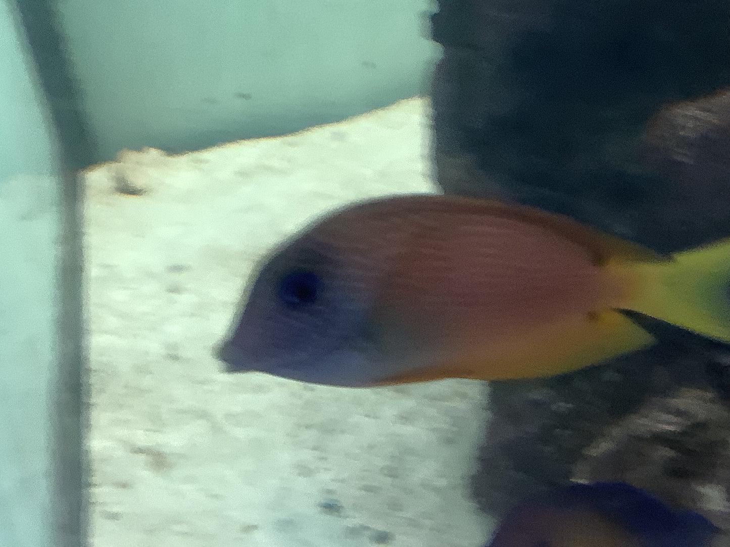 Two Spot Bristletooth tang