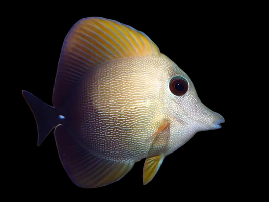 SCOPAS TANG