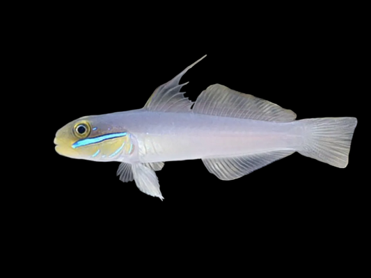 GOLDEHEAD SLEEPER GOBY
