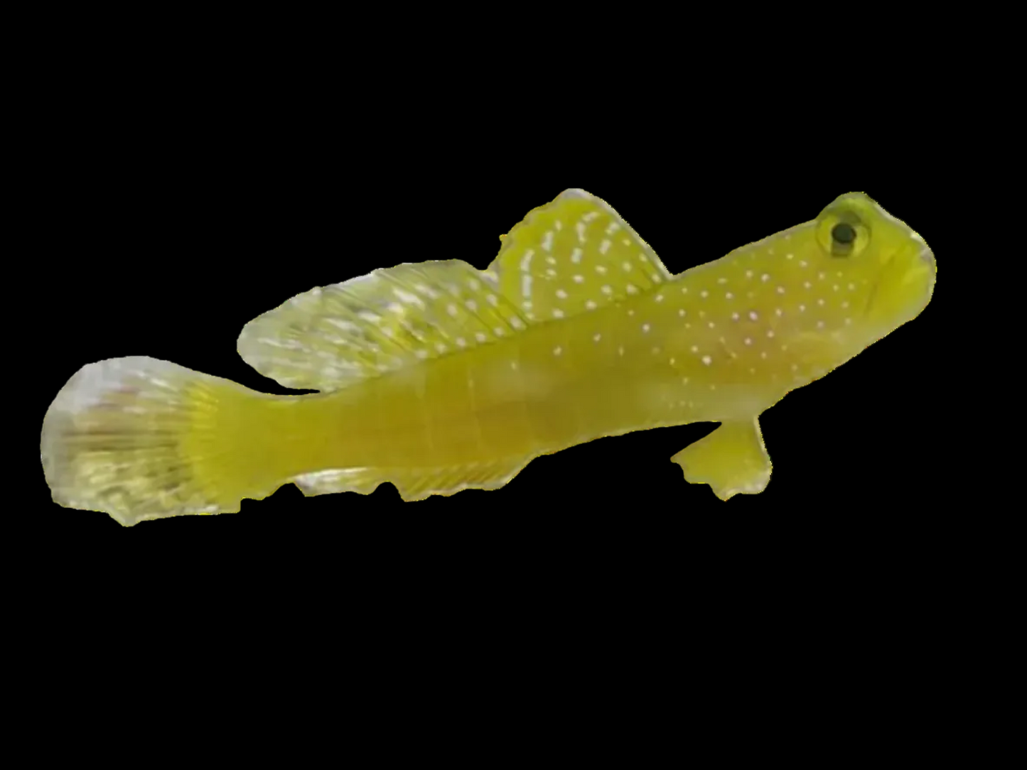 YELLOW WATCHMAN GOBY