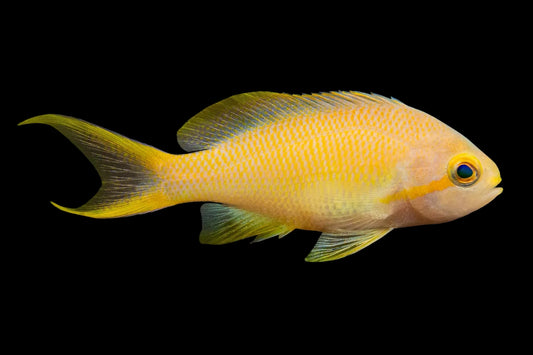 HUTCHII ANTHIAS FEMALE