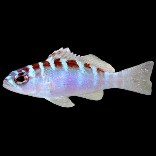 Chalk basslet