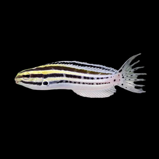 Striped blenny