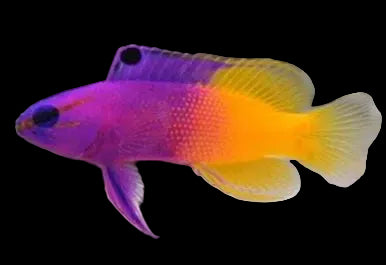 Royal Gramma Basslet ML