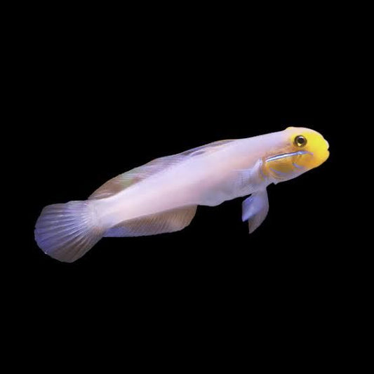 Golden head sleeper goby L