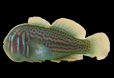 Green clown goby L