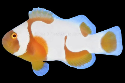 Tangerine Picasso clownfish