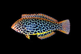 Leopard wrasse