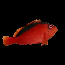 Flame Hawk