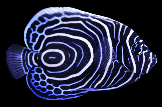 Emperor Angel JUVENILE 3.5 inch