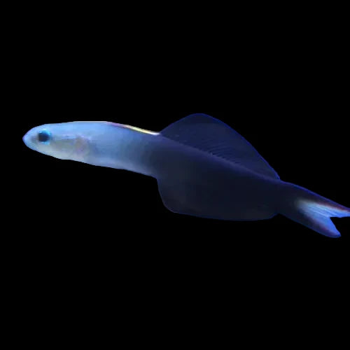 Scissor-tail Goby