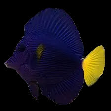 Purple Tang M