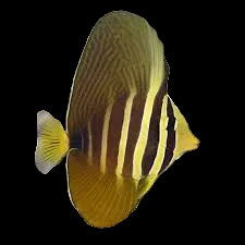 Sailfin tang