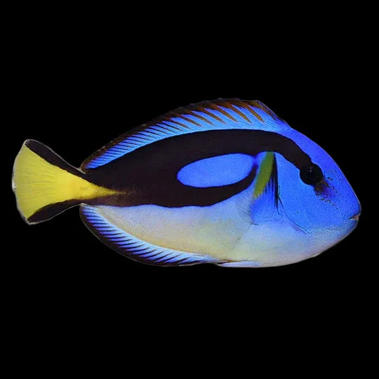 Yellow belly blue hippo tang