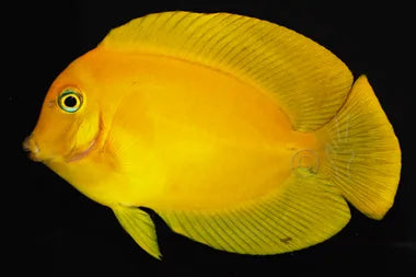 Lemon Tang Juvenile