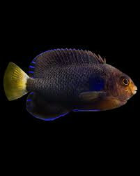 Yellowtail Pygmy Angel